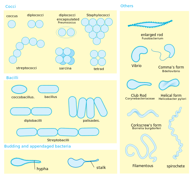Bacterial morphology diagram; photo courtesy Mariana Ruiz